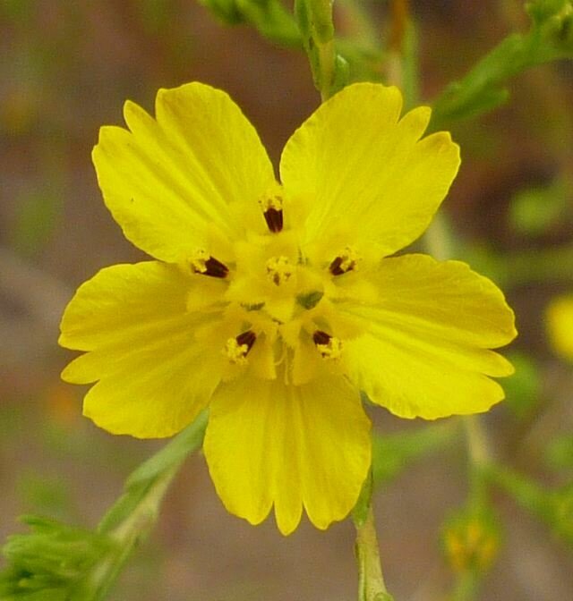 High Resolution Deinandra fasciculata Flower